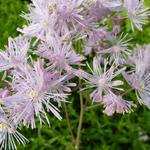 Thalictrum aquilegifolium - Ruit/Akeleiruit