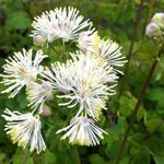 Thalictrum aquilegifolium 'Album' - Ruit, Akeleiruit