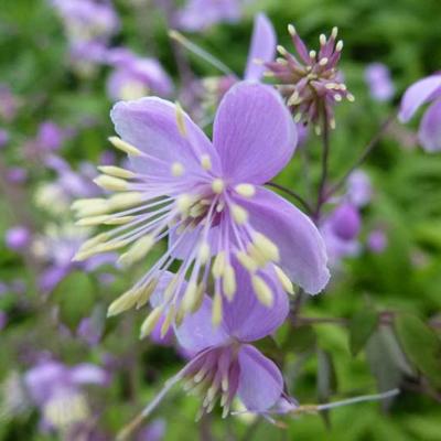 Thalictrum delavayi - Chinese ruit/Ruit