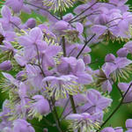 Thalictrum delavayi 'Ankum' - Ruit