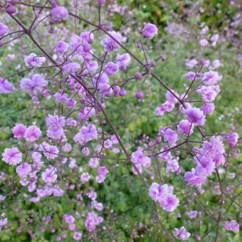 Thalictrum delavayi 'Hewitt's Double'