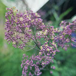 Thalictrum 'Anne' - Ruit