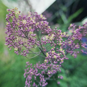 Thalictrum 'Anne'