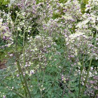 Thalictrum 'Elin'