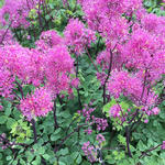 Thalictrum 'Little Pinkie' - Ruit/Akeleiruit