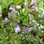 Thalictrum kiusianum - Dwergruit