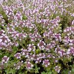 Thymus x citriodorus ‘Silver Queen’ - Citroentijm