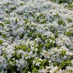 Thymus praecox 'Albiflorus' - Kruiptijm