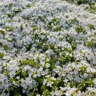 Thymus praecox 'Albiflorus'