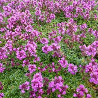 Thymus praecox 'Purple Beauty'