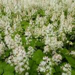 Tiarella cordifolia - Schuimbloem/Perzische muts