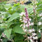 Tiarella cordifolia 'Oakleaf' - Schuimbloem/Perzische muts/Schuimkaars