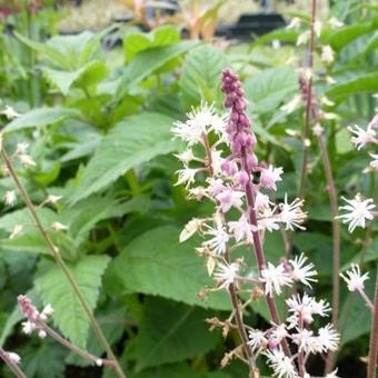 Tiarella cordifolia 'Oakleaf'