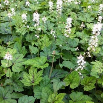 Tiarella cordifolia 'Running Tiger'