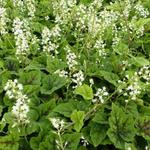 Tiarella 'Appalachian Trail' - Schuimkaars