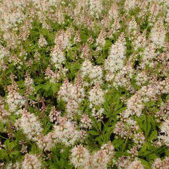 Tiarella cordifolia 'Arpeggio'