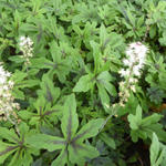 Tiarella 'Iron Butterfly' - Schuimbloem/Perzische muts