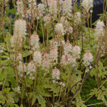 Tiarella 'Mint Chocolate' - Schuimbloem/Perzische muts