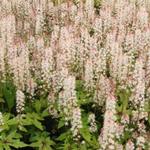 Tiarella 'Pink Bouquet' - Schuimbloem/Perzische muts/Schuimkaars