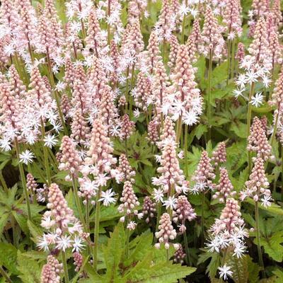 Tiarella 'Pink Skyrocket' - Schuimbloem/Perzische muts