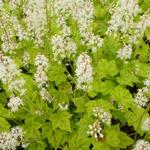 Tiarella cordifolia 'Simsalabim' - Schuimbloem/Perzische muts