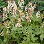 Tiarella 'Skeleton Key' - Schuimkaars - Tiarella 'Skeleton Key'