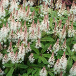 Tiarella cordifolia 'Spring Symphony' - Schuimbloem/Perzische muts