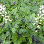 Tiarella 'Sugar and Spice' - Schuimbloem/Perzische muts