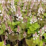 Tiarella cordifolia 'Tiger Stripe' - Schuimbloem/Perzische muts