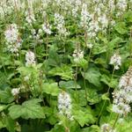 Tiarella  wherryi - Schuimbloem, Perzische muts