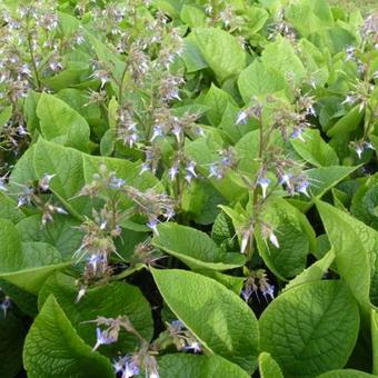 Trachystemon orientalis