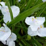 Tradescantia andersoniana 'Innocence' - Eéndagsbloem