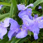 Tradescantia andersoniana 'J.C. Weguelin' - Eéndagsbloem