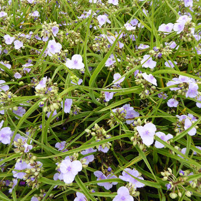 Eéndagsbloem - Tradescantia andersoniana 'Little Doll'