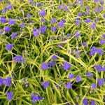 Tradescantia x andersoniana 'Lucky CHARM' - Eéndagsbloem