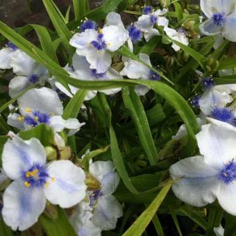 Tradescantia andersoniana 'Osprey'