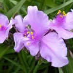 Tradescantia x andersoniana 'Perinne's Pink' - Eéndagsbloem