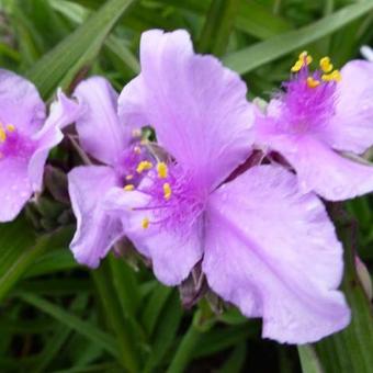 Tradescantia x andersoniana 'Perinne's Pink'