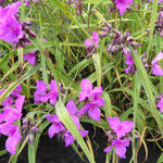 Tradescantia andersoniana 'Red Grape' - Eéndagsbloem