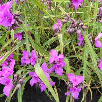 Tradescantia andersoniana 'Red Grape'