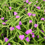 Tradescantia andersoniana 'Rubra' - Eéndagsbloem