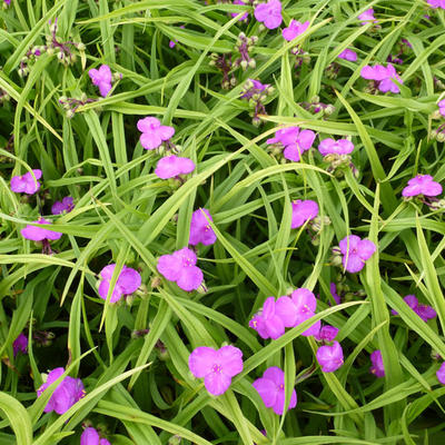 Tradescantia andersoniana 'Rubra' - Eéndagsbloem