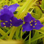 Tradescantia andersoniana 'Sweet Kate' - Eéndagsbloem