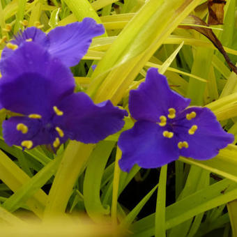 Tradescantia andersoniana 'Sweet Kate'