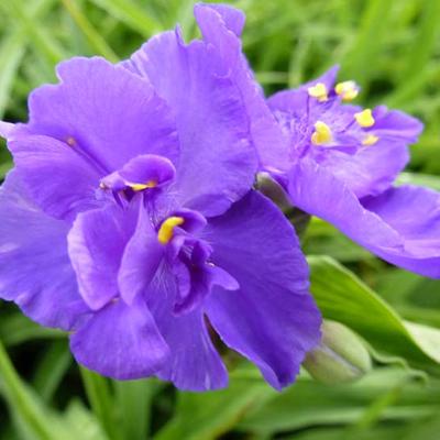 Tradescantia andersoniana 'Zwanenburg Blue' - Eéndagsbloem