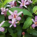 Tricyrtis formosana - Paddenlelie / armeluisorchidee