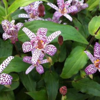 Tricyrtis formosana