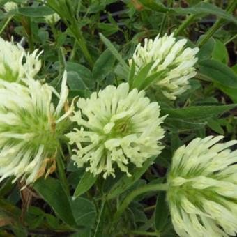 Trifolium ochroleucum