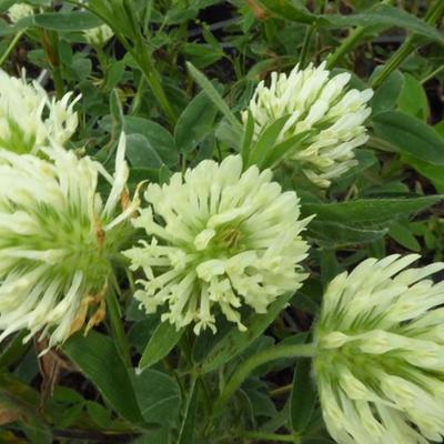 Trifolium ochroleucum - Klaver