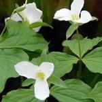 Trillium grandiflorum - Drieblad/Boslelie